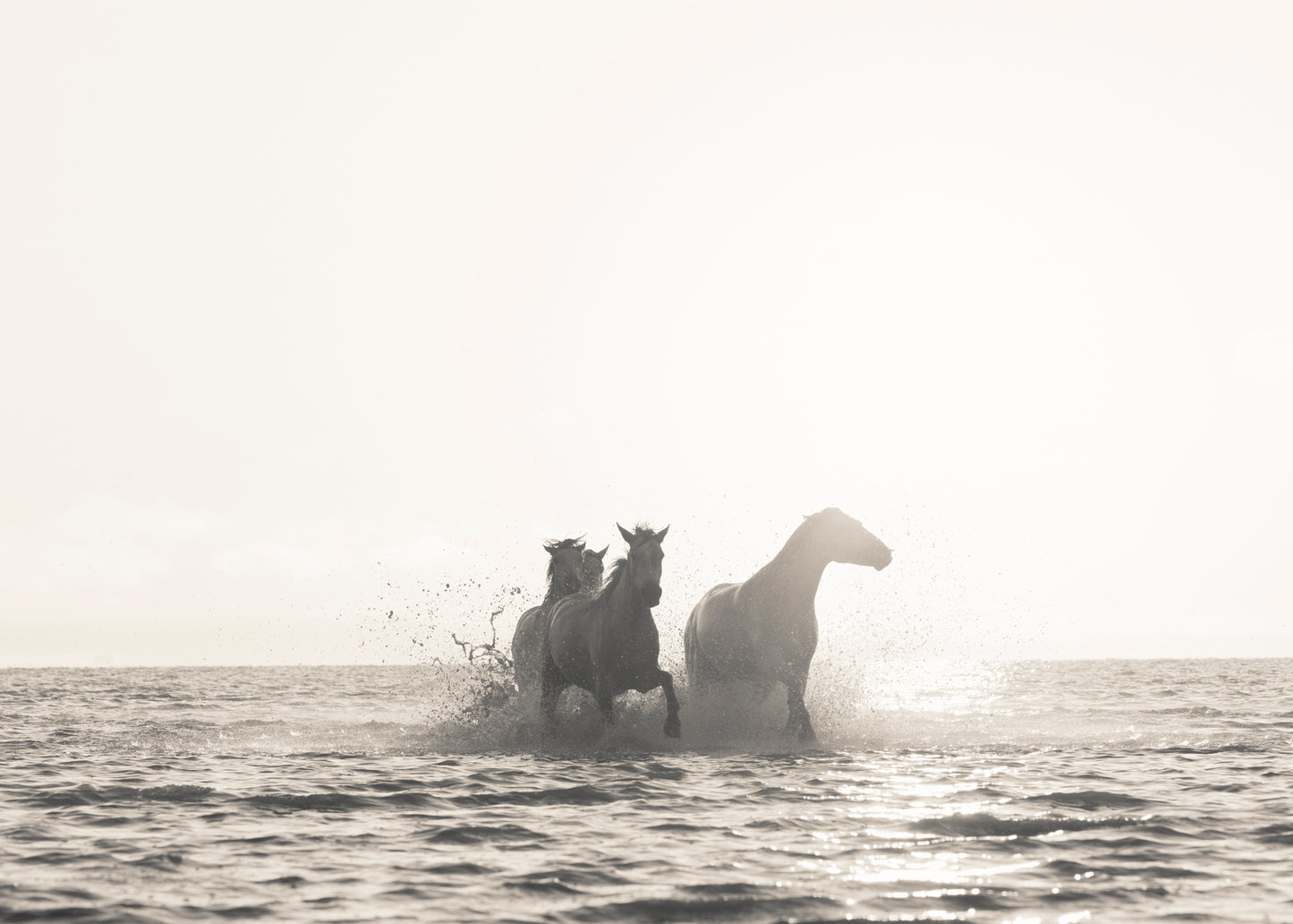 Horses running in sea in morning light