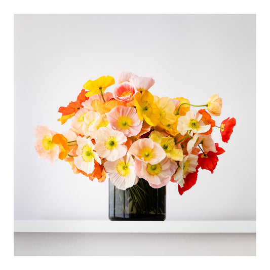 Poppies in Bloom Wall Print (Framed)