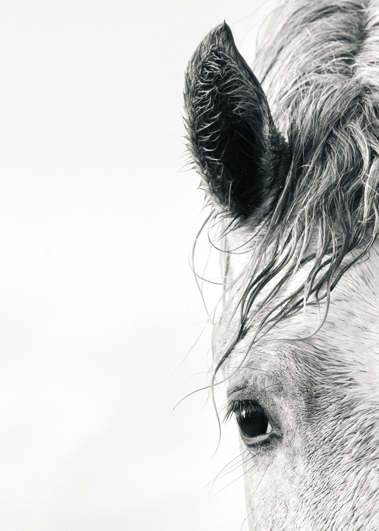 Equine Portrait in Black and White