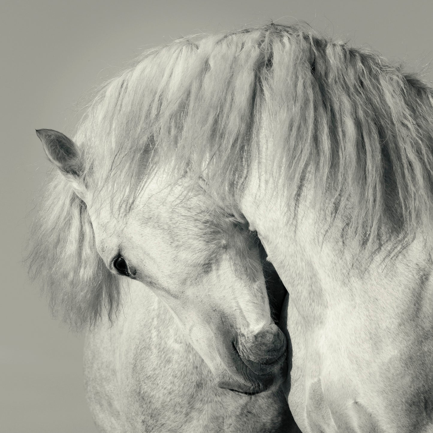White Horse | Fine Art Print in Deluxe Frame | Limited Edition