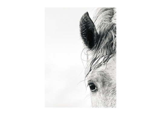 black and white equine portrait in minimalist style